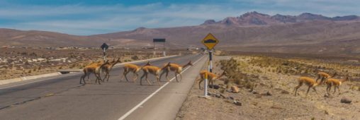 Une start-up brésilienne a trouvé une solution pour réduire de 90 % les collisions avec les animaux sur les routes