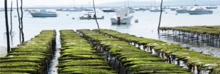 Pourquoi l'aquaculture se développe si lentement en France ?