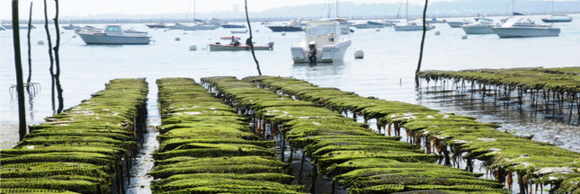 Pourquoi l'aquaculture se développe si lentement en France ? Pourquoi l'aquaculture se développe si lentement en France ?