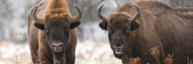Consternation en Allemagne : le premier bison sauvage aperçu depuis 250 ans a été abattu