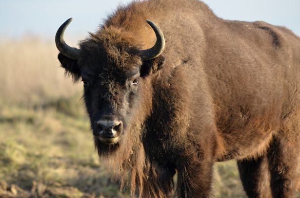 bison d'Europe