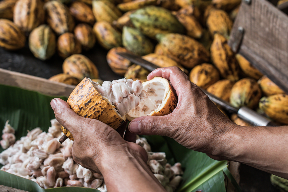 cacao deforestation