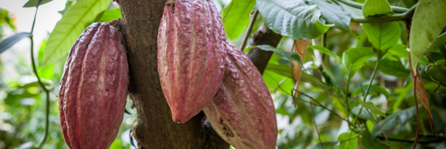 Les industriels du cacao s'engagent contre la déforestation Les industriels du cacao s'engagent contre la déforestation