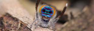 50 nouvelles espèces d'araignées découvertes en Australie