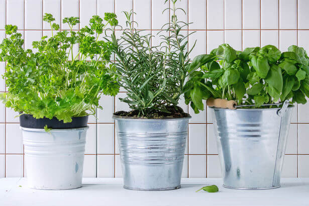 plantes d'intérieur, plus belles plantes d'intérieur, quoi planter en septembre, jardin septembre