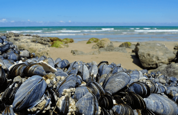 moule sur une plage