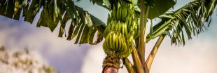 L'ouragan Maria a soufflé les plantations de bananes antillaises