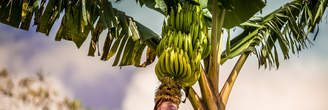 L’ouragan Maria a soufflé les plantations de bananes antillaises
