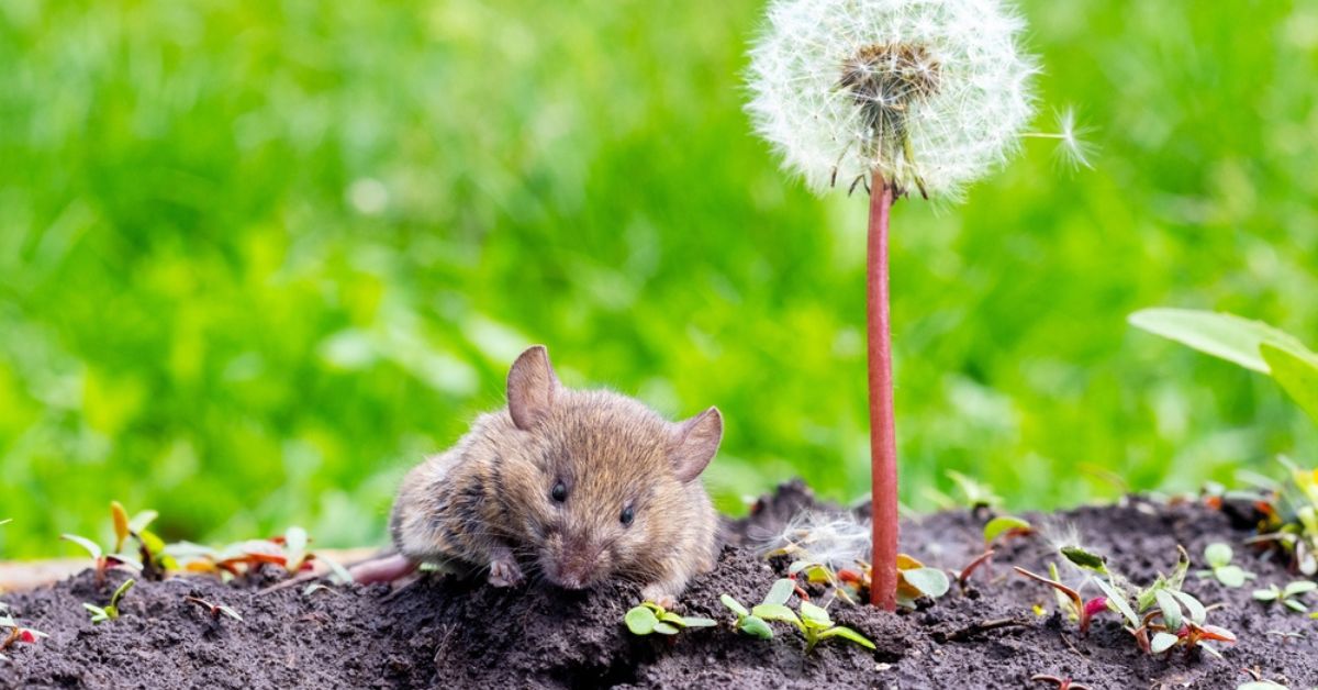 Quelles sont les plantes répulsives à utiliser contre les rongeurs au  jardin ?