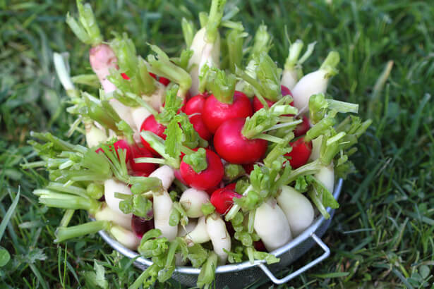 légumes septembre