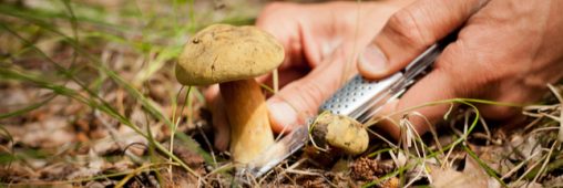 Champignons : des recommandations de la cueillette à l’assiette