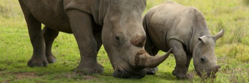 Afrique du Sud : un braconnier de rhinocéros condamné à 20 ans de prison