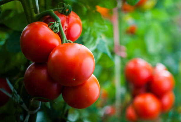 panier de légumes septembre, amap septembre