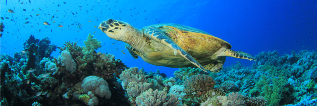 Les grandes tortues de mer iraient mieux : les efforts de conservation portent leurs fruits