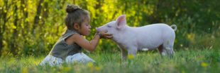 EDITO - Vegans vs. non vegans : un avenir sans aucun élevage est-il souhaitable ?