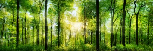 PEFC, FSC : suivez les labels pour encourager la production de bois durable