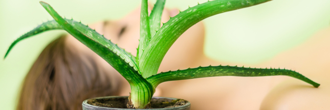 Les bénéfices du jus d'aloe vera pour les cheveux Les bénéfices du jus d'aloe vera pour les cheveux