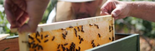 Quand des ruchers solidaires font revivre les abeilles et les hommes