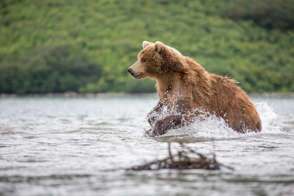 attaques animaux sauvages