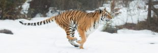 Tigres, ours : les attaques d'animaux sauvages se multiplient