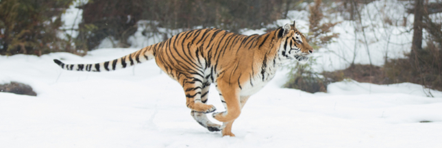 Tigres, ours : les attaques d’animaux sauvages se multiplient