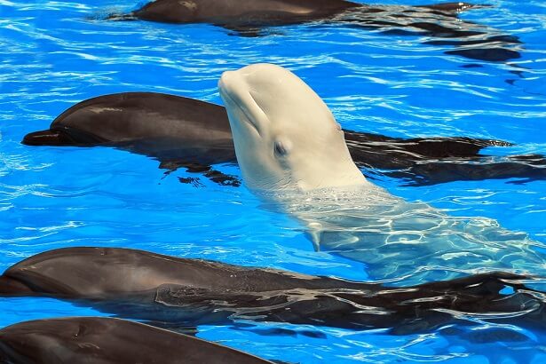 Beluga dauphins