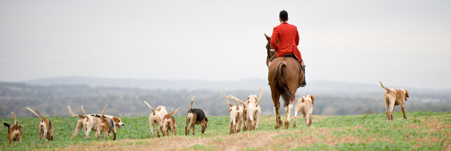 La chasse à courre, une pratique d’un autre temps ?