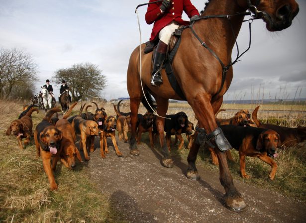 chasse à courre