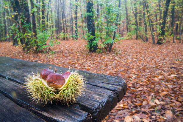 que planter en octobre