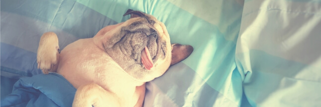 Les chiens aussi apprennent pendant leur sommeil