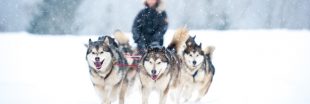 Dopage : des chiens de traîneau contrôlés positifs