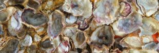 Coquilles de moules et d'huîtres : leurs mille et une vies