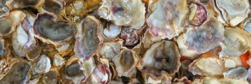 Coquilles de moules et d’huîtres : leurs mille et une vies