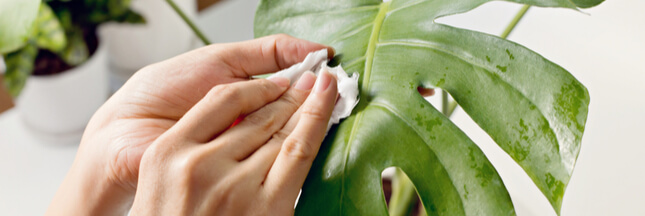 Pour des plantes vertes en bonne santé, pensez à les dépoussiérer !