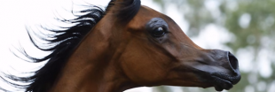 Les éleveurs rendent les chevaux difformes pour satisfaire des critères de 'beauté'