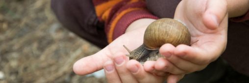 Un chef incite les cantines scolaires à servir des escargots aux enfants !