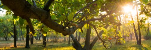 La forêt française sous-exploitée, les feuillus en danger