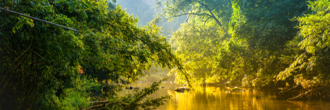 Les forêts tropicales sont elles-mêmes devenues source de CO2