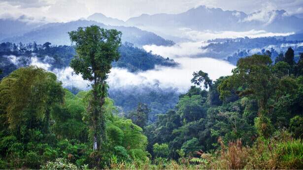 forêts tropicales