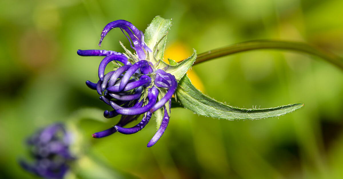 L’harpagophytum ou ‘griffe du diable’, plante médicinale surprenante