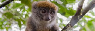 Le changement climatique affame les lémurs bambou de Madagascar