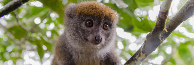 Le changement climatique affame les lémurs bambou de Madagascar