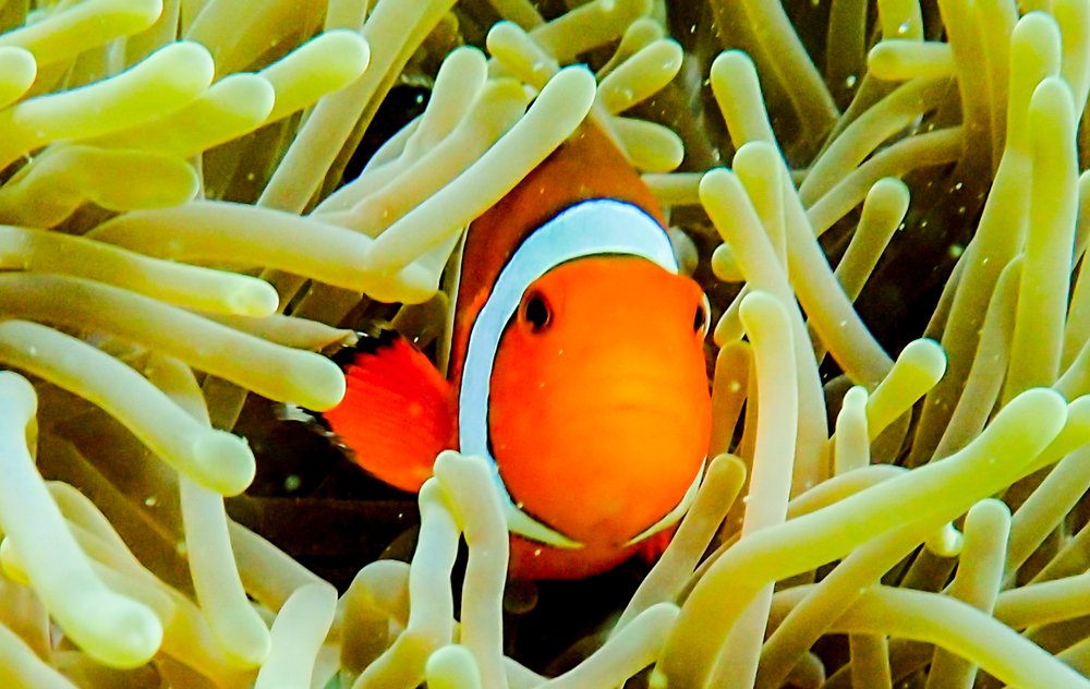 nemo