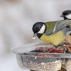 Nourrir les oiseaux en hiver, une bonne ou une mauvaise idée ?