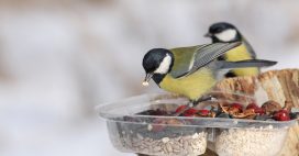 Nourrir les oiseaux en hiver, une bonne ou une mauvaise idée ?