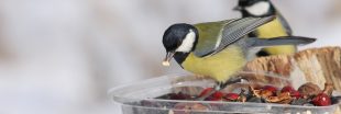 Nourrir les oiseaux en hiver, une bonne ou une mauvaise idée ?