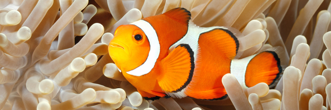 Bientôt la fin du ‘Monde de Nemo’ ? Les poissons-clowns en danger