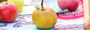 Les pommes oubliées font leur grand retour dans les vergers