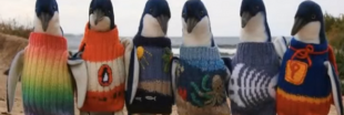 À 109 ans, il tricote des pull-overs pour les pingouins !