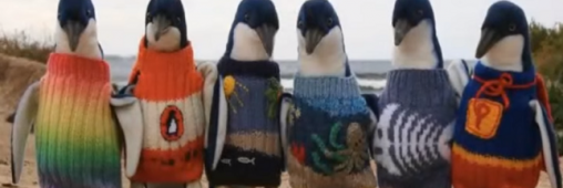 À 109 ans, il tricote des pull-overs pour les pingouins !